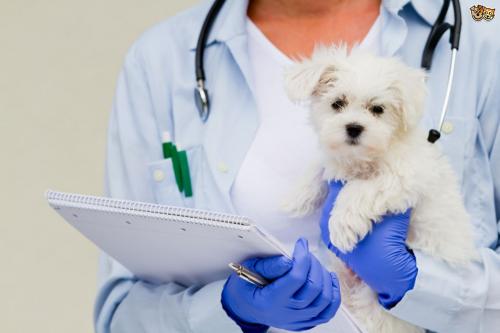 how many vaccines does a dog need