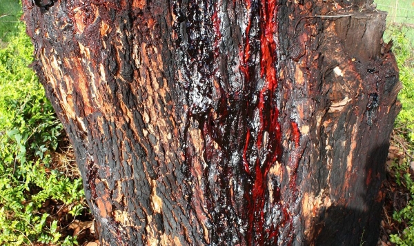 Bloodwood