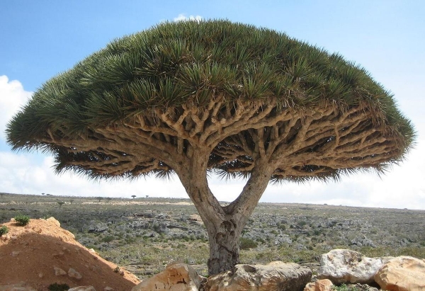 Dragon Tree