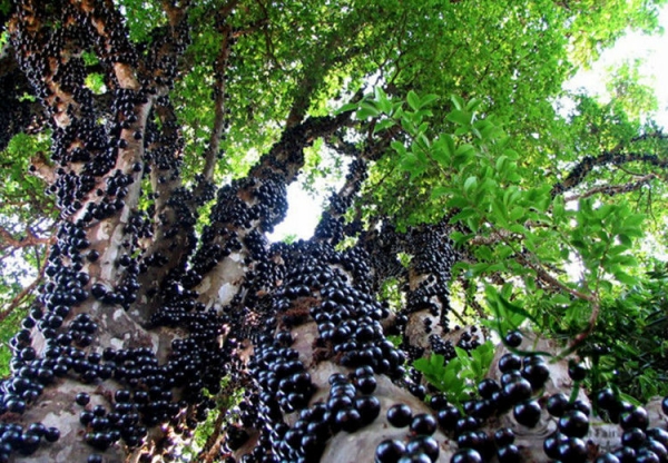 Jabuticaba